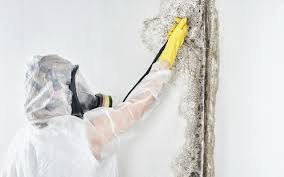 Best Basement Mold Removal  in Mentor, OH